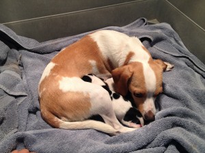 Abbey snuggling her babies