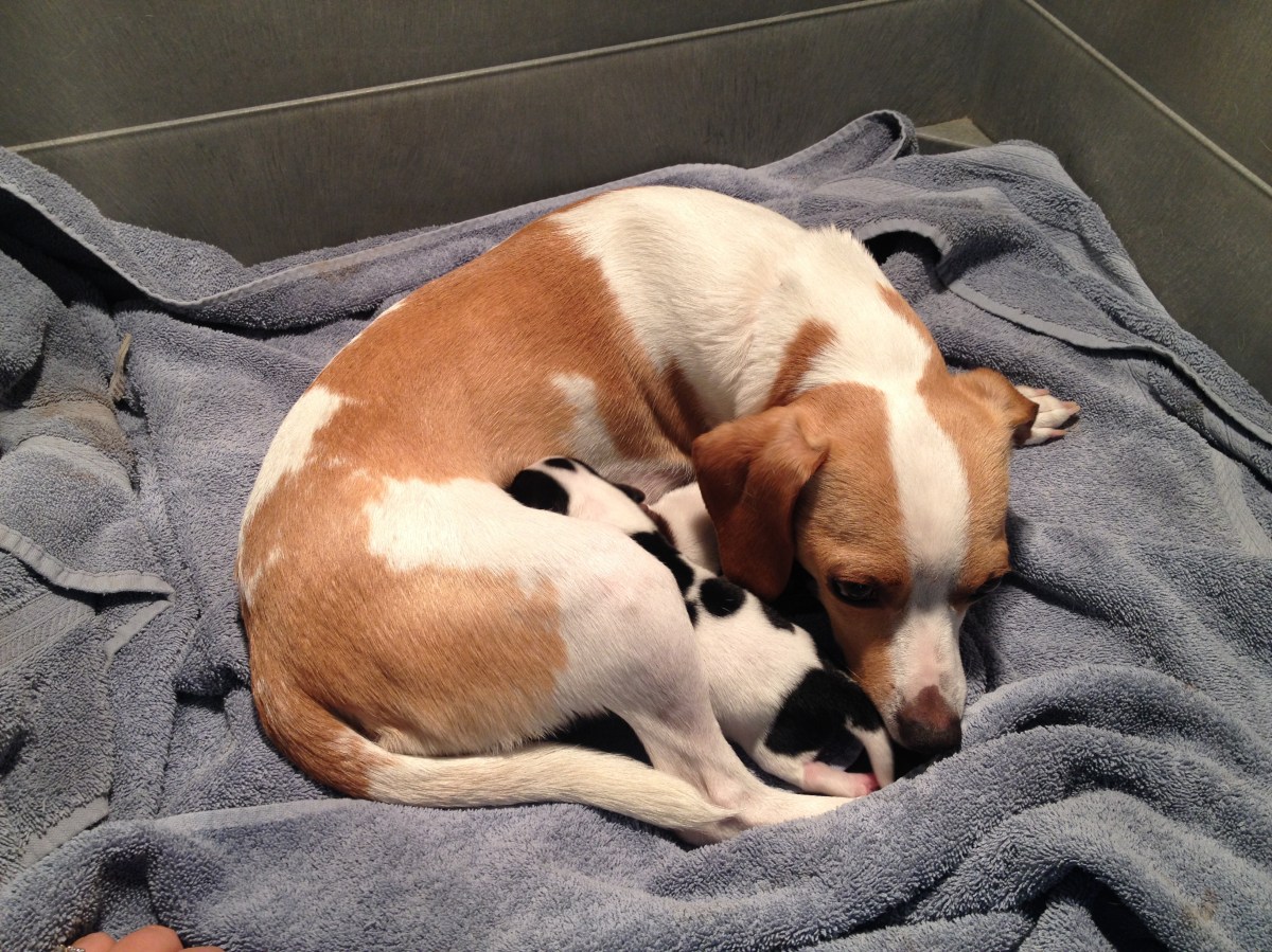 Abbey snuggling her babies