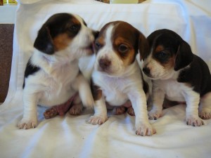 Available Pocket Beagle Puppies