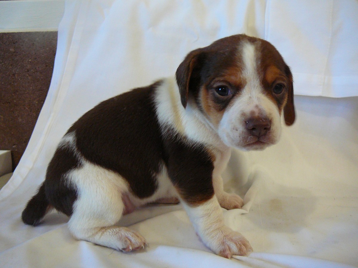 A38 - this puppy is sold!