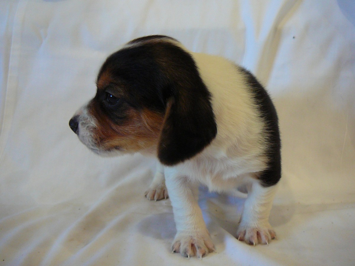 Pocket Beagle Puppy A37