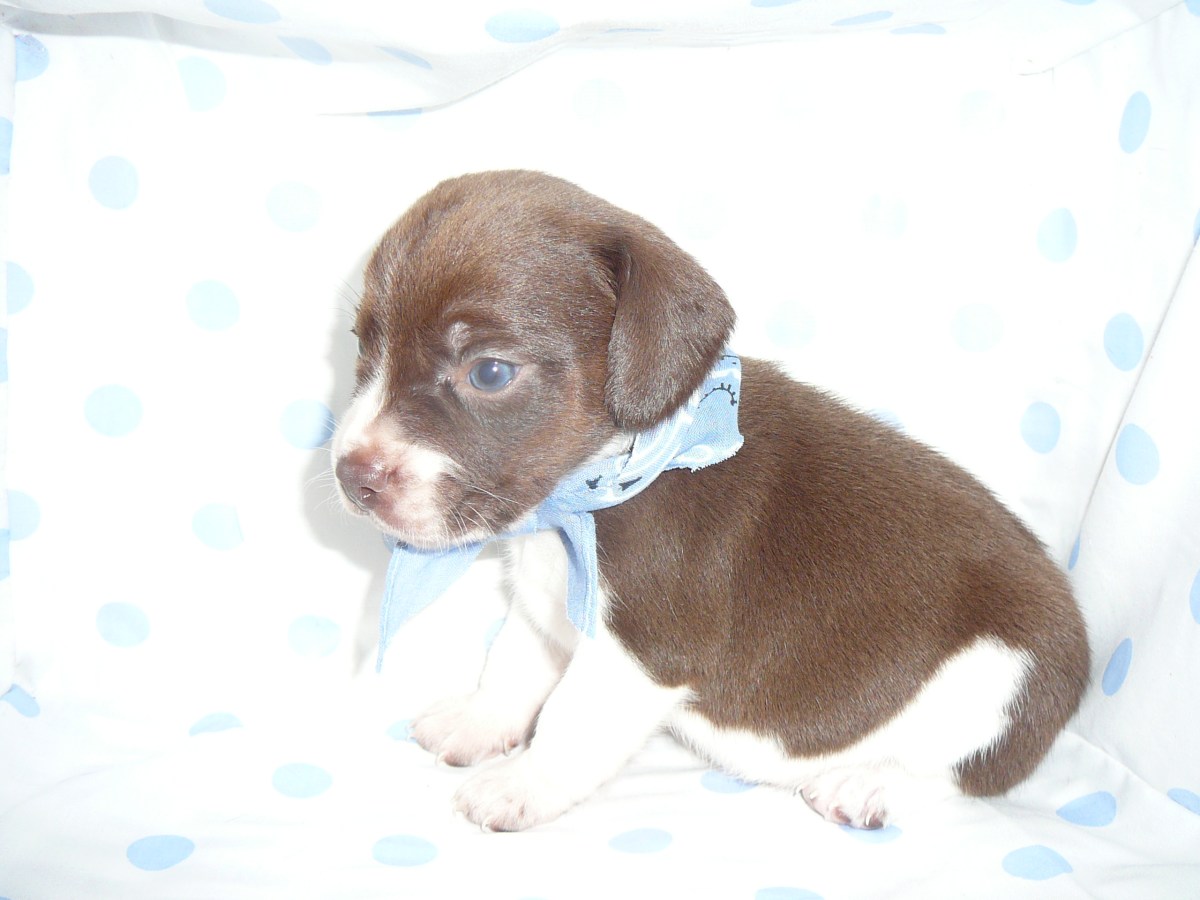 One of Sadie's sweet puppies