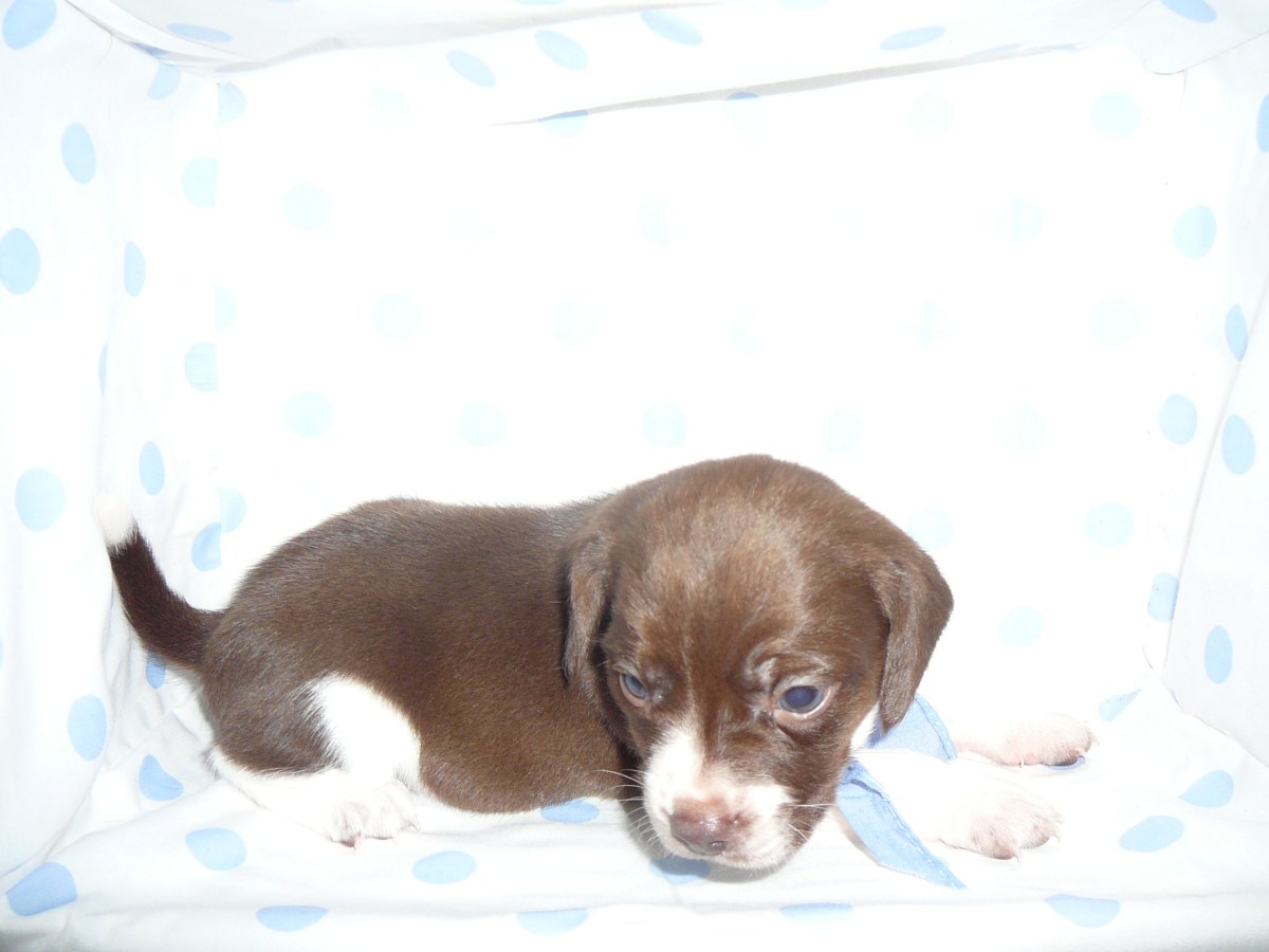 One of sadie's sweet puppies