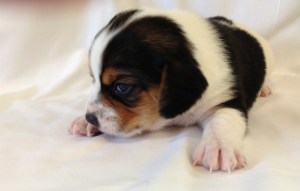 One of our newest pocket beagle puppies