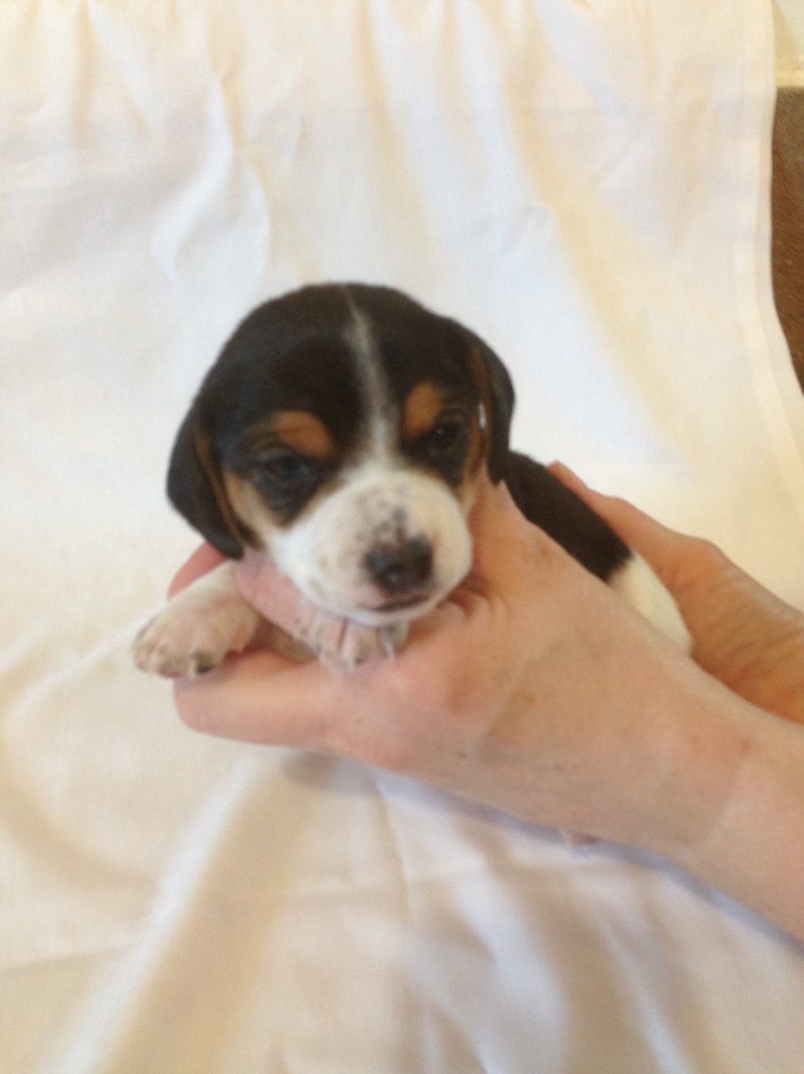 New pocket beagle puppy