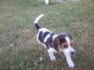 downsized_Image06032014200134