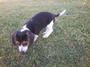 downsized_Image06032014200741